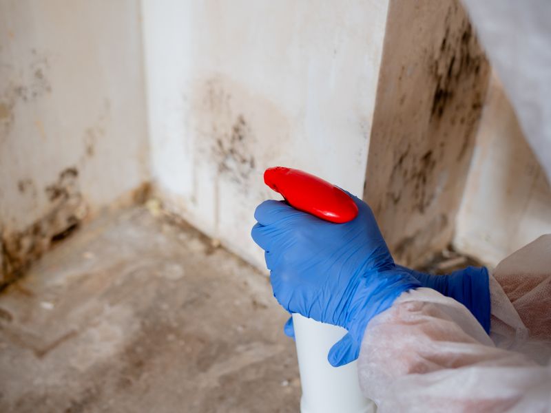 White Mold Mitigation in Dallas, TX