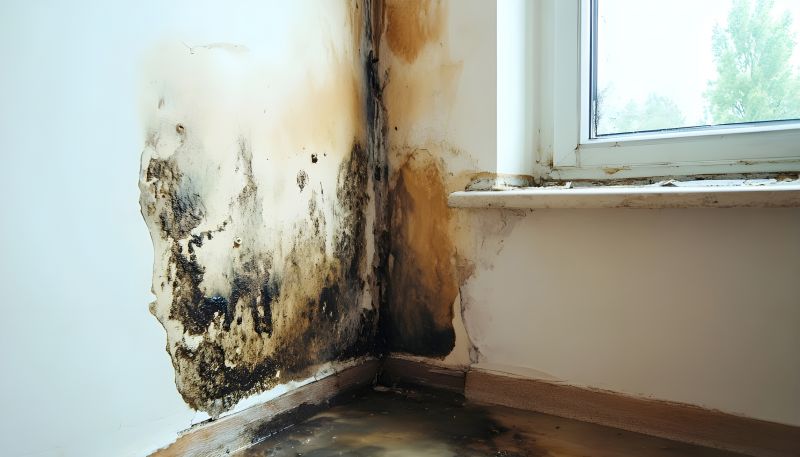 Basement Mold Removal in Boca Raton, FL