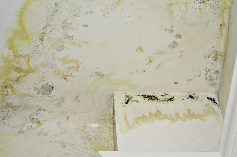 Mold Abatement Service in Essex County, NJ