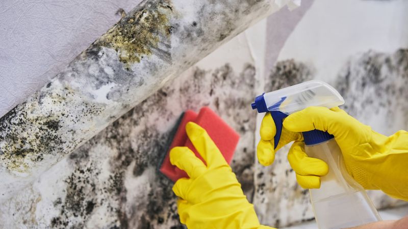 Mold Cleanup Service in Jupiter, FL