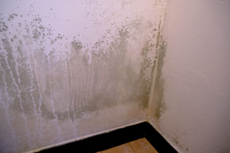 Mold Removal in Fort Worth, TX
